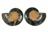 Cut/Polished Ammonite Fossil - Unusual Black Color #169700-1